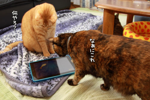 iPadの正しい使い方?_d0355333_12554777.jpg