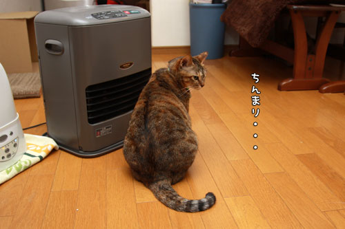 ファンヒーターはじめました_d0355333_12555444.jpg
