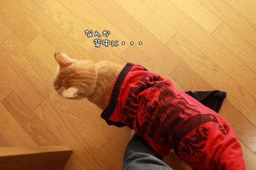 似合うやん?_d0355333_12555581.jpg