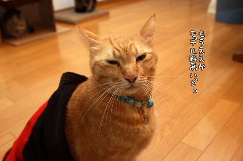 似合うやん?_d0355333_12555680.jpg