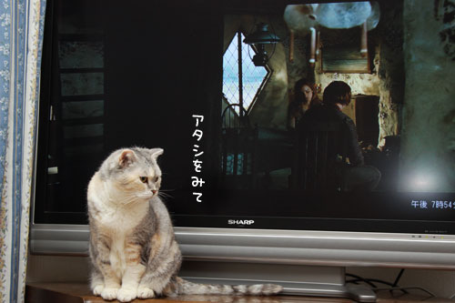 似てるかもね_d0355333_12555868.jpg