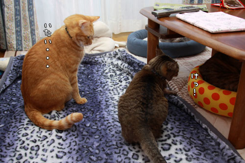 決定的瞬間をとらえた!_d0355333_12560074.jpg