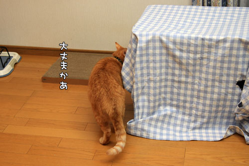 心配でたまらない?_d0355333_12561300.jpg