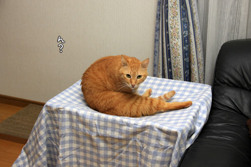 心配でたまらない?_d0355333_12561420.jpg