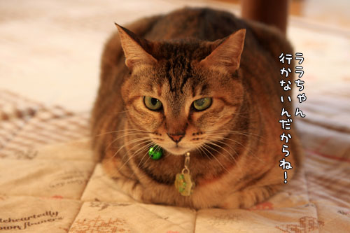 歯石とり体験_d0355333_12562021.jpg