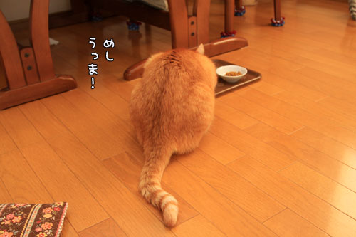 歯石とり体験_d0355333_12562024.jpg