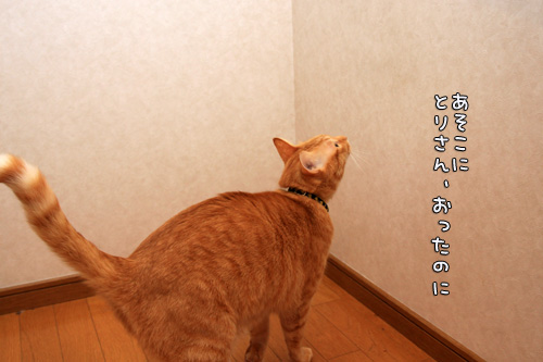 鳥さんにドキドキ_d0355333_12562573.jpg