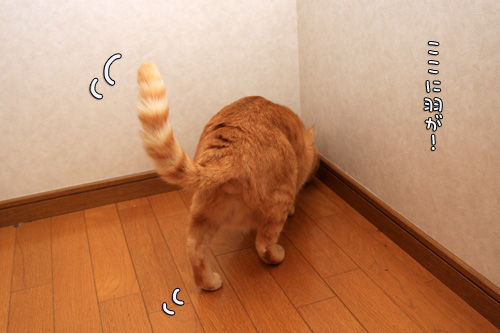 鳥さんにドキドキ_d0355333_12562634.jpg
