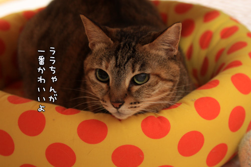 1年のおわりに_d0355333_12562819.jpg