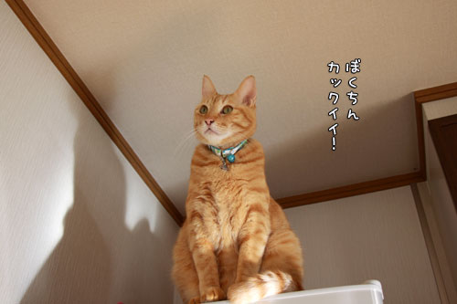 かっくいい?_d0355333_14550248.jpg