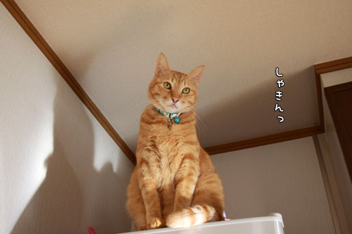 かっくいい?_d0355333_14550255.jpg