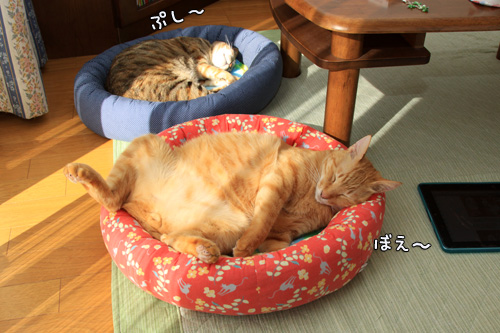 今年もよろしくお願いいたします_d0355333_14550529.jpg