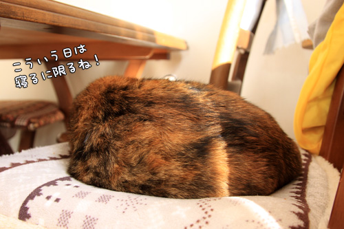 今年もよろしくお願いいたします_d0355333_14550582.jpg