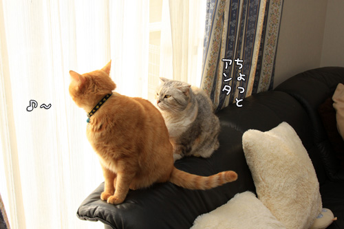 緊張の窓辺で_d0355333_14550616.jpg
