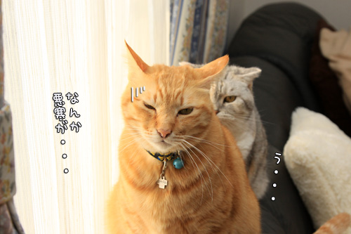 緊張の窓辺で_d0355333_14550625.jpg