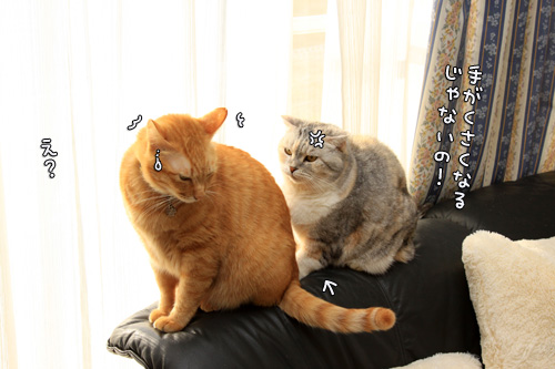 緊張の窓辺で_d0355333_14550664.jpg
