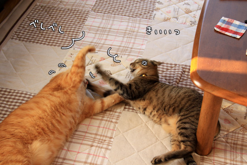 猫バトルふたたび_d0355333_14551003.jpg