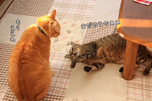 猫バトルふたたび_d0355333_14551009.jpg