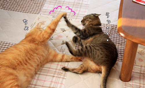 猫バトルふたたび_d0355333_14551030.jpg