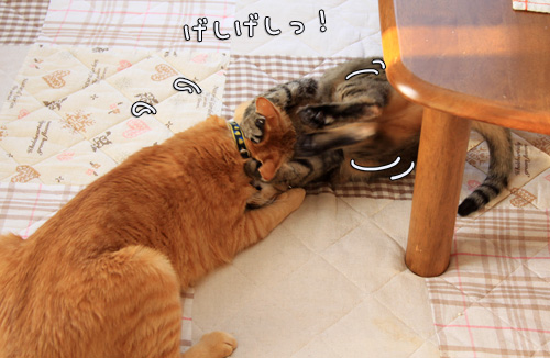 猫バトルふたたび_d0355333_14551031.jpg