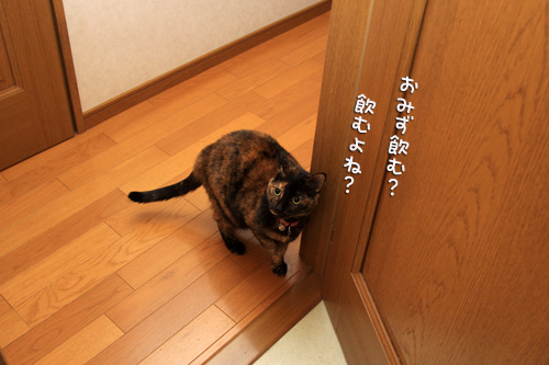 こだわりのあるねこ_d0355333_14551228.jpg