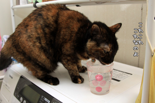 こだわりのあるねこ_d0355333_14551255.jpg