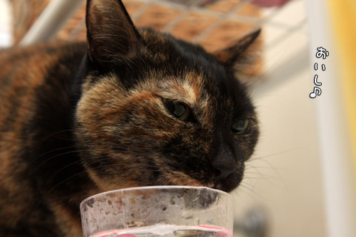 こだわりのあるねこ_d0355333_14551323.jpg