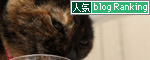 こだわりのあるねこ_d0355333_14551360.jpg