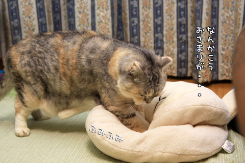 無駄ではないはず_d0355333_14552499.jpg