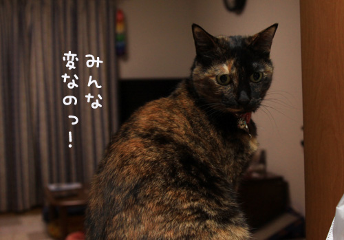 お味噌汁を作るために_d0355333_14552803.jpg