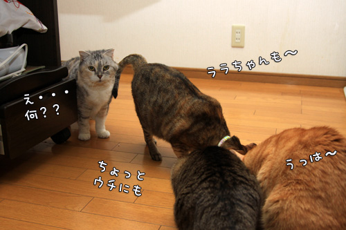 お味噌汁を作るために_d0355333_14552835.jpg