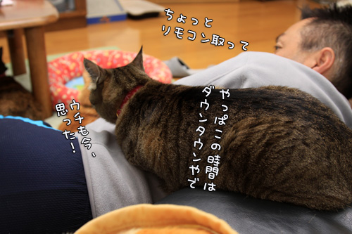 猫ルール遵守。_d0355333_14552961.jpg