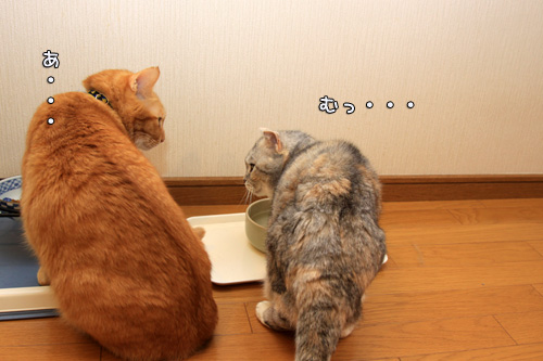 つい、期待してしまう_d0355333_14553213.jpg