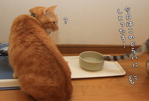 つい、期待してしまう_d0355333_14553309.jpg