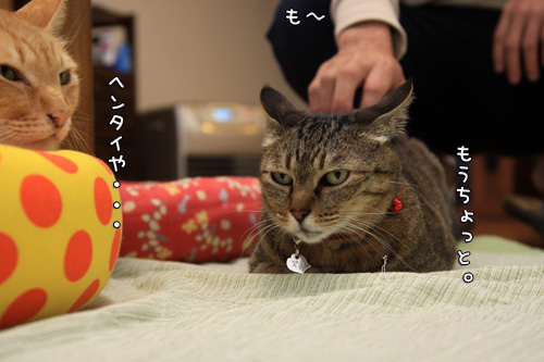 あとのフォローが大切_d0355333_14553483.jpg