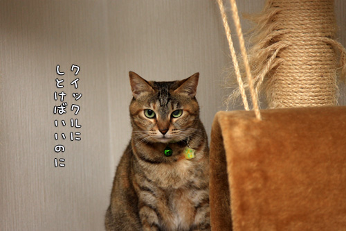 お掃除の虫は突然に。_d0355333_14553501.jpg