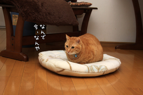 お掃除の虫は突然に。_d0355333_14553568.jpg