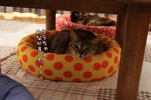 お客さんがやってきた_d0355333_14553839.jpg