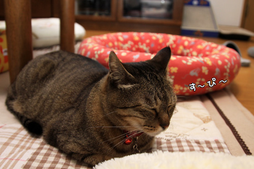 我が家の見張り番。_d0355333_14553955.jpg