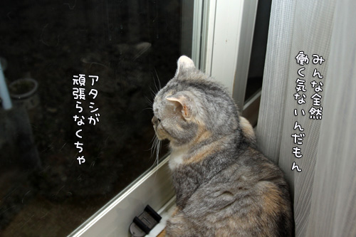 我が家の見張り番。_d0355333_14554034.jpg