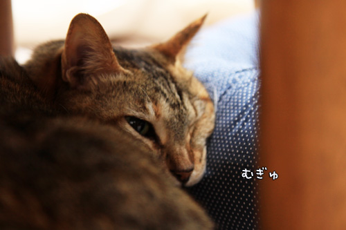 我が家の見張り番。_d0355333_14554047.jpg