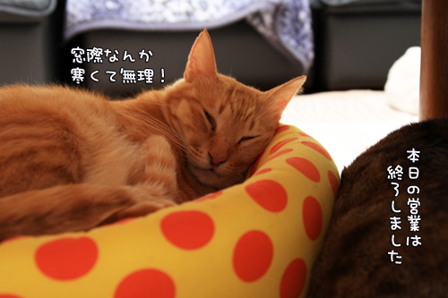 我が家の見張り番。_d0355333_14554187.jpg