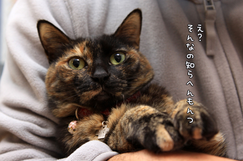 またもやゲロリストに_d0355333_14554343.jpg