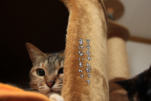 負けるな~!_d0355333_14561102.jpg
