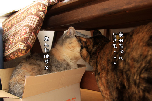 箱タイミング_d0355333_14562516.jpg