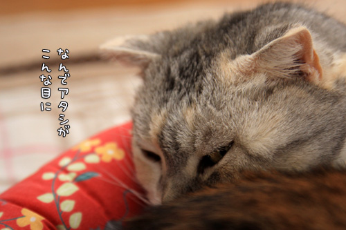 似てない姉妹。_d0355333_14563070.jpg