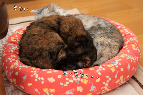 似てない姉妹。_d0355333_14563085.jpg