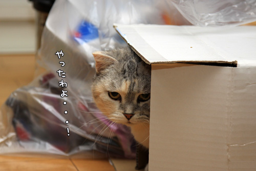 素早いフットワーク。_d0355333_14563332.jpg