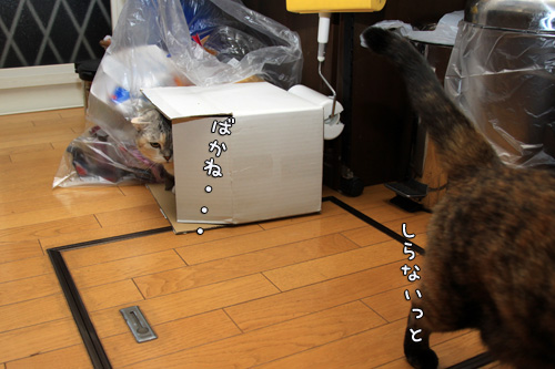 素早いフットワーク。_d0355333_14563398.jpg