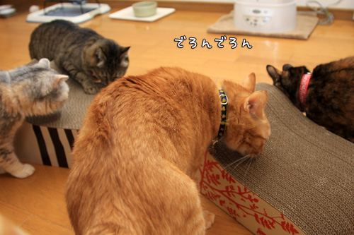 新しい爪とぎ&供血のお願い!_d0355333_14563523.jpg